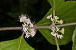 American beautyberry